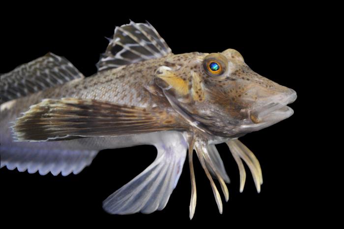 Põhja-ogakukk, sea robin (Prionotus carolinus). Foto: Anik Grearson