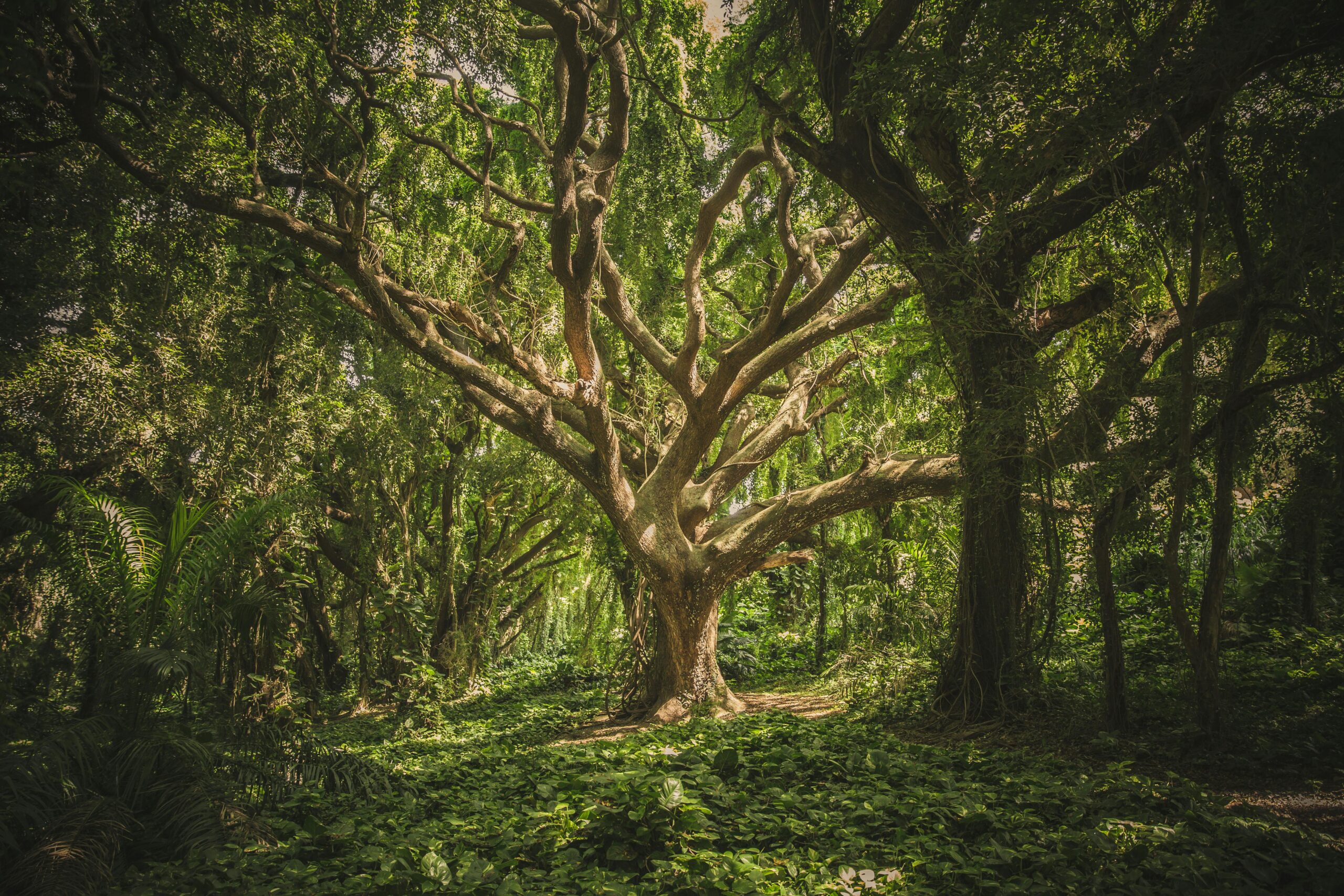 Photo by veeterzy: https://www.pexels.com/photo/green-leafed-tree-38136/